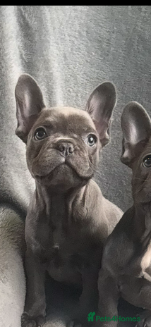 French Bulldog dogs - Advert 9