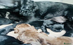 Cocker Spaniel dogs for sale: Cocker spaniel pups available  - Image 6