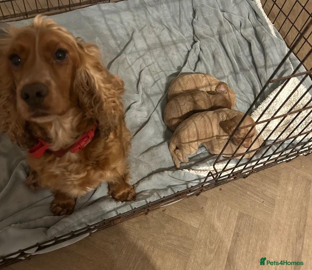 Cockapoo dogs for sale: Cockapoo puppies for sale  - Advert 1