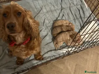 Cockapoo dogs Cockapoo puppies for sale - Advert 1