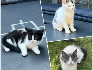 Mixed Breed cats - Advert 28