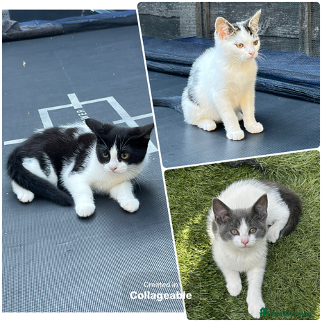 Mixed Breed cats - Advert 7