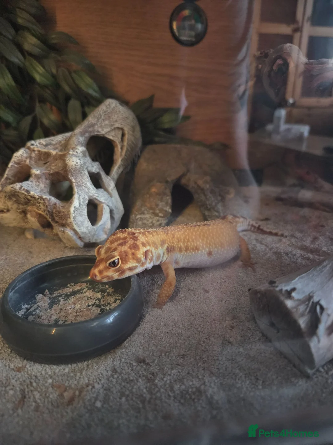 Leopard Gecko reptiles for sale: Leopard gecko  in Eastleigh - Advert 5