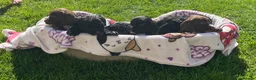 Cocker Spaniel dogs for sale: Beautiful pure bread cocker spaniel puppies  in West Malling - Advert 11