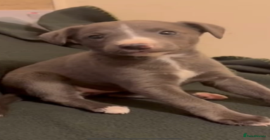 Whippet dogs - Advert 13