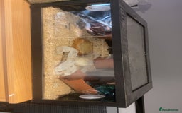 Snake reptiles for sale: 4 snakes need gone - Image 5