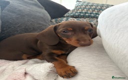 Miniature Dachshund dogs for sale: Miniature Dachshunds - Image 29