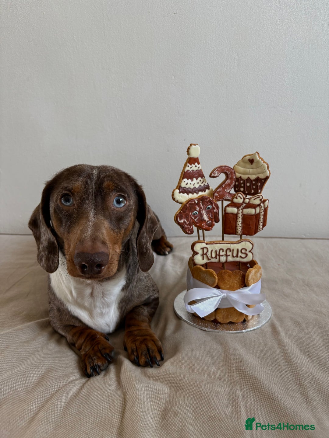 Miniature Dachshund dogs for sale: Miniature dachshunds - Advert 2