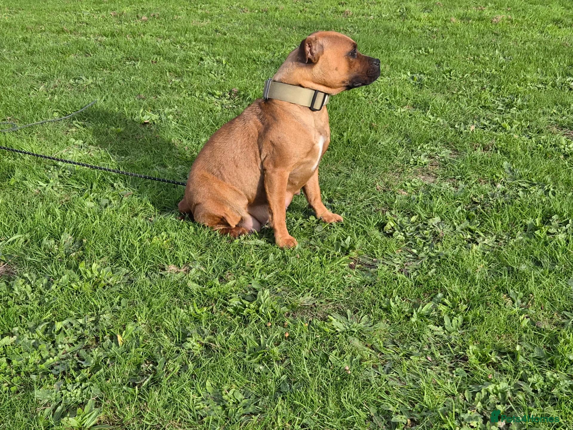 Staffordshire Bull Terrier dogs for sale: Red Staffordshire bull terrier puppies for sale - Advert 1