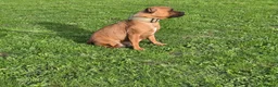 Staffordshire Bull Terrier dogs for sale: Red Staffordshire bull terrier puppies for sale - Advert 1