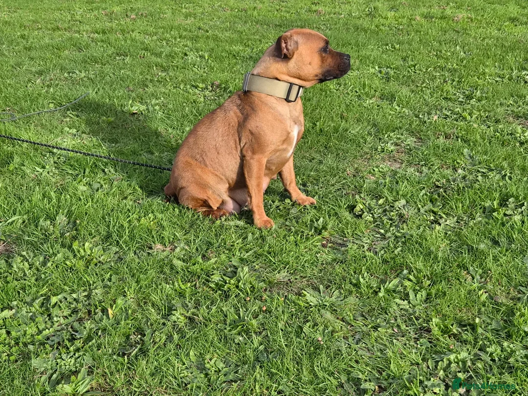 Staffordshire Bull Terrier dogs for sale: Red Staffordshire bull terrier puppies for sale - Advert 1
