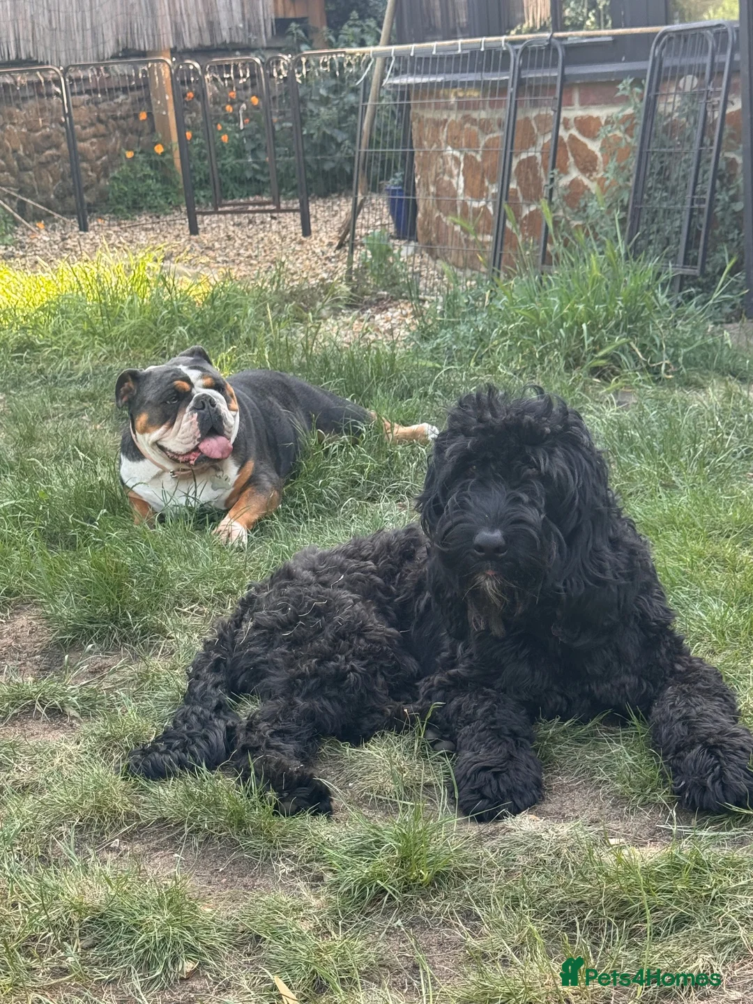 Mixed Breed dogs for sale: Mario, 2 year old energetic Labradoodle. READ! in King's Lynn - Advert 2