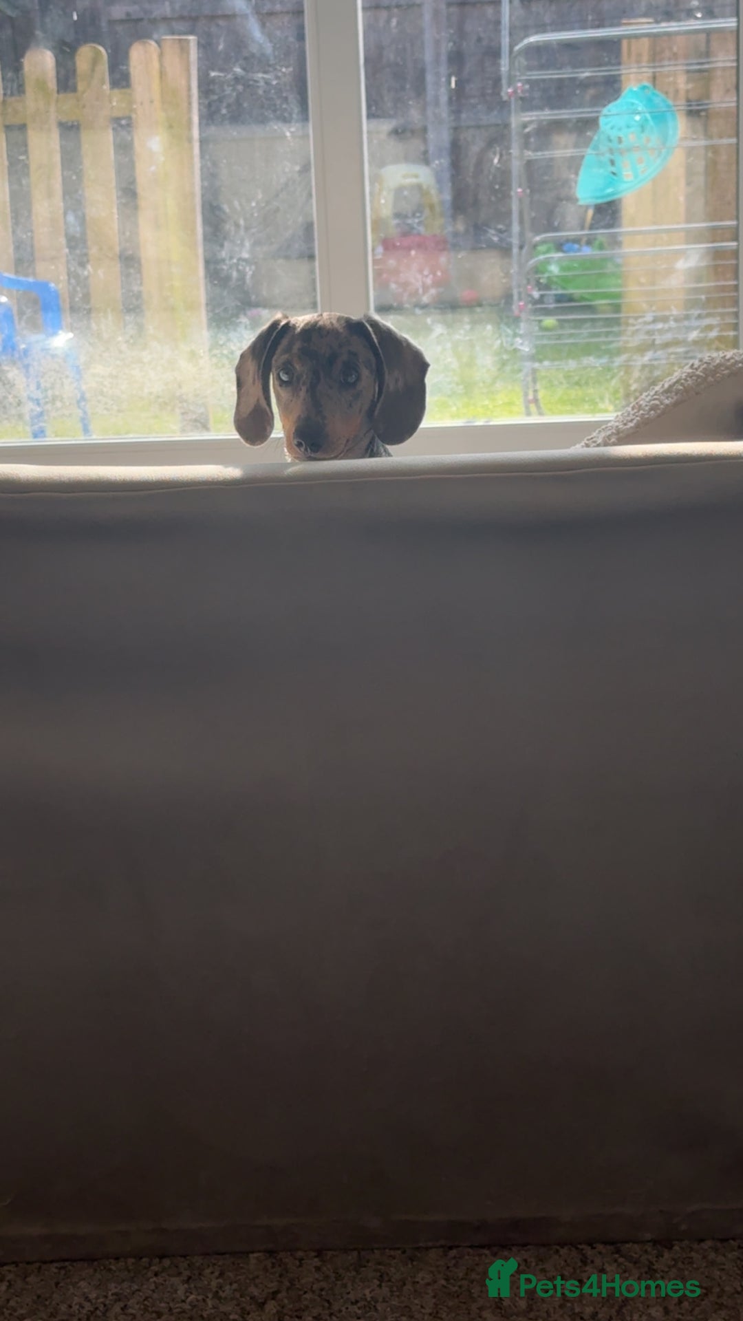 Dachshund dogs for sale: Reggie  - Advert 5