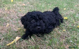 Cockapoo dogs for sale: Cockapoo Puppies - Advert 5