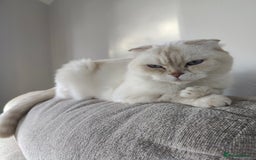 British Shorthair cats for sale: Beautiful British Shorthair Queen - Image 6
