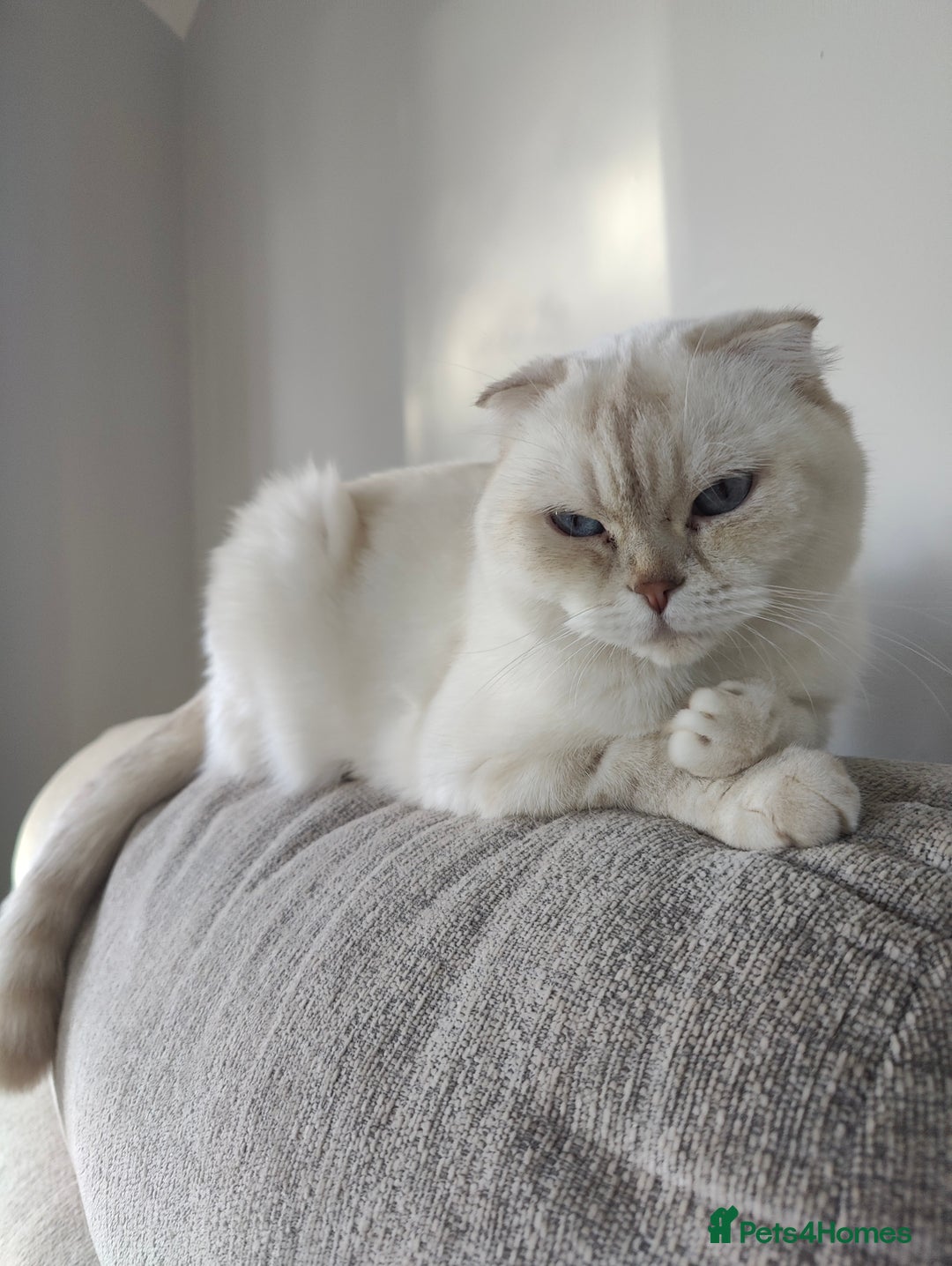 British Shorthair cats for sale: Beautiful British Shorthair Queen - Image 6