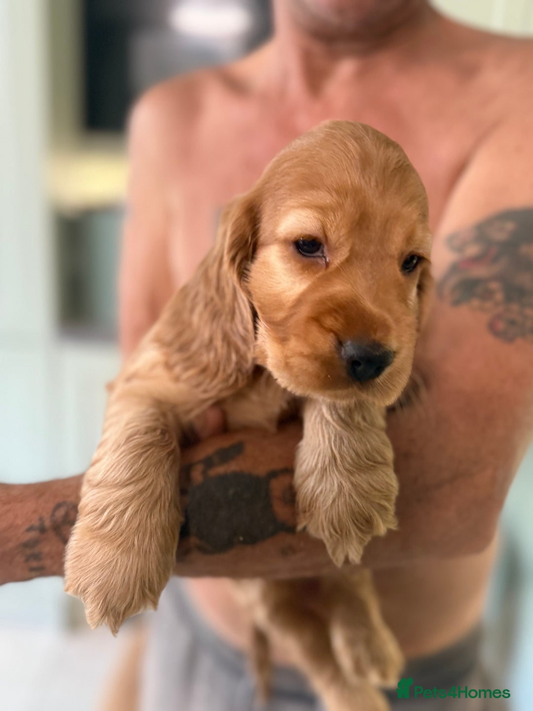 Cocker Spaniel dogs for sale: KC Registered Show Cocker Spaniel Puppies - Image 12