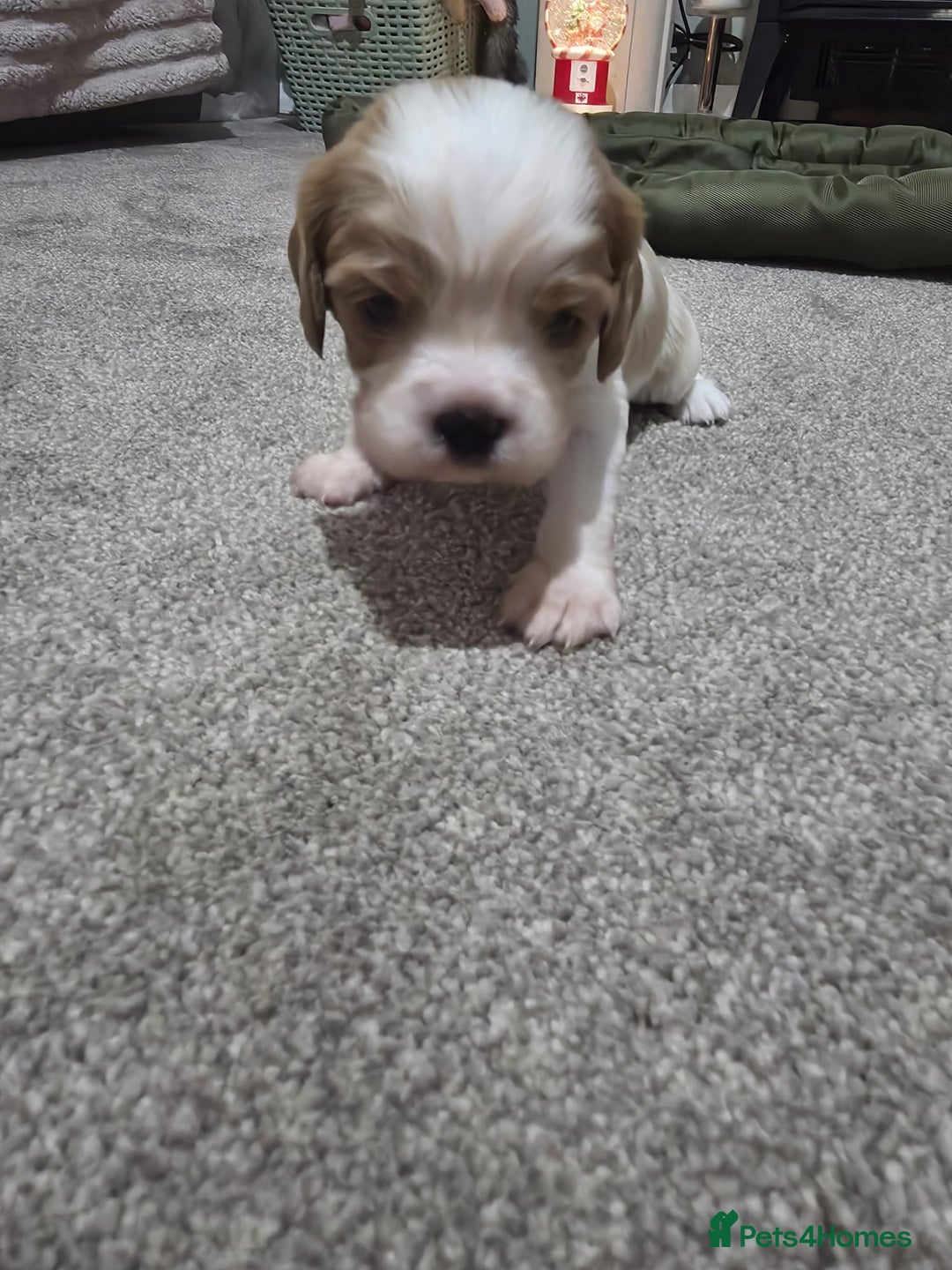 Cavalier King Charles Spaniel dogs for sale: Cavalier king charles puppies  - Advert 9