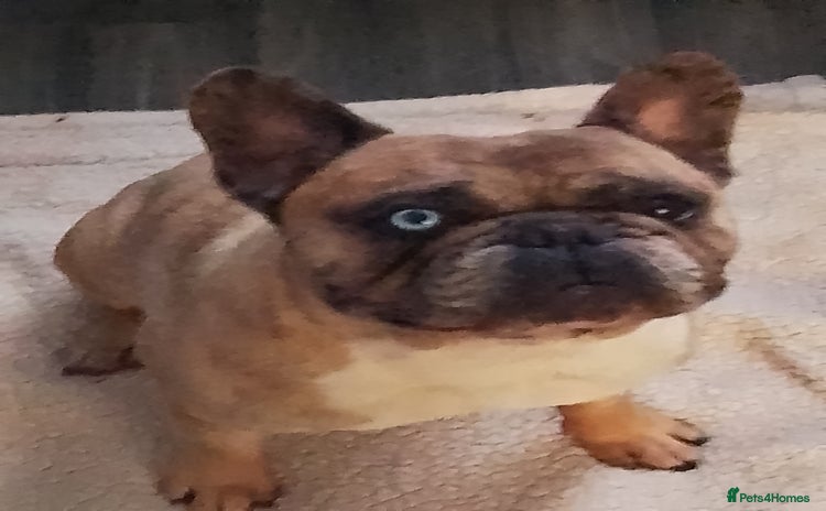 French Bulldog dogs - Advert 10