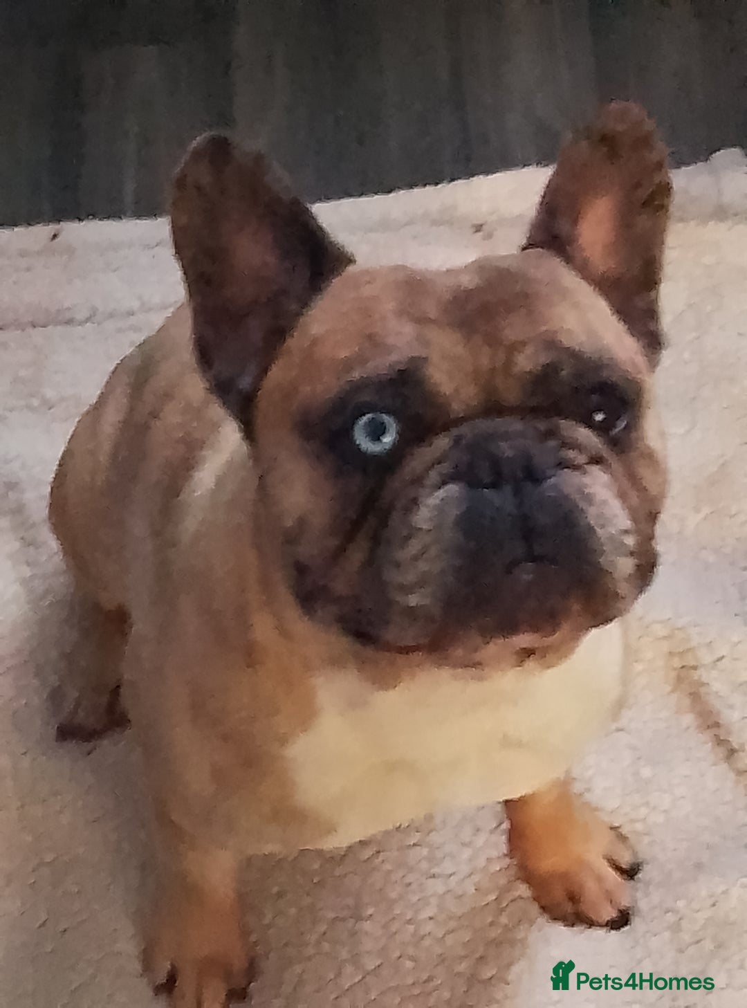 French Bulldog dogs for stud: MALE FRENCH BULLDOG FOR STUDDING  - Image 1
