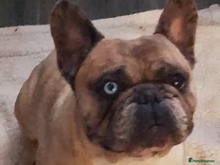 French Bulldog dogs - Advert 3