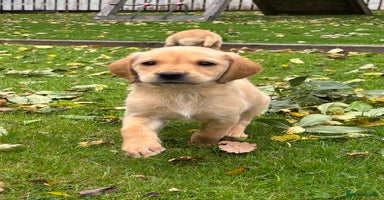 Labrador Retriever dogs - Advert 1