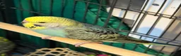 Budgerigars birds for sale: 8 week old baby budgies available in Runcorn - Advert 17