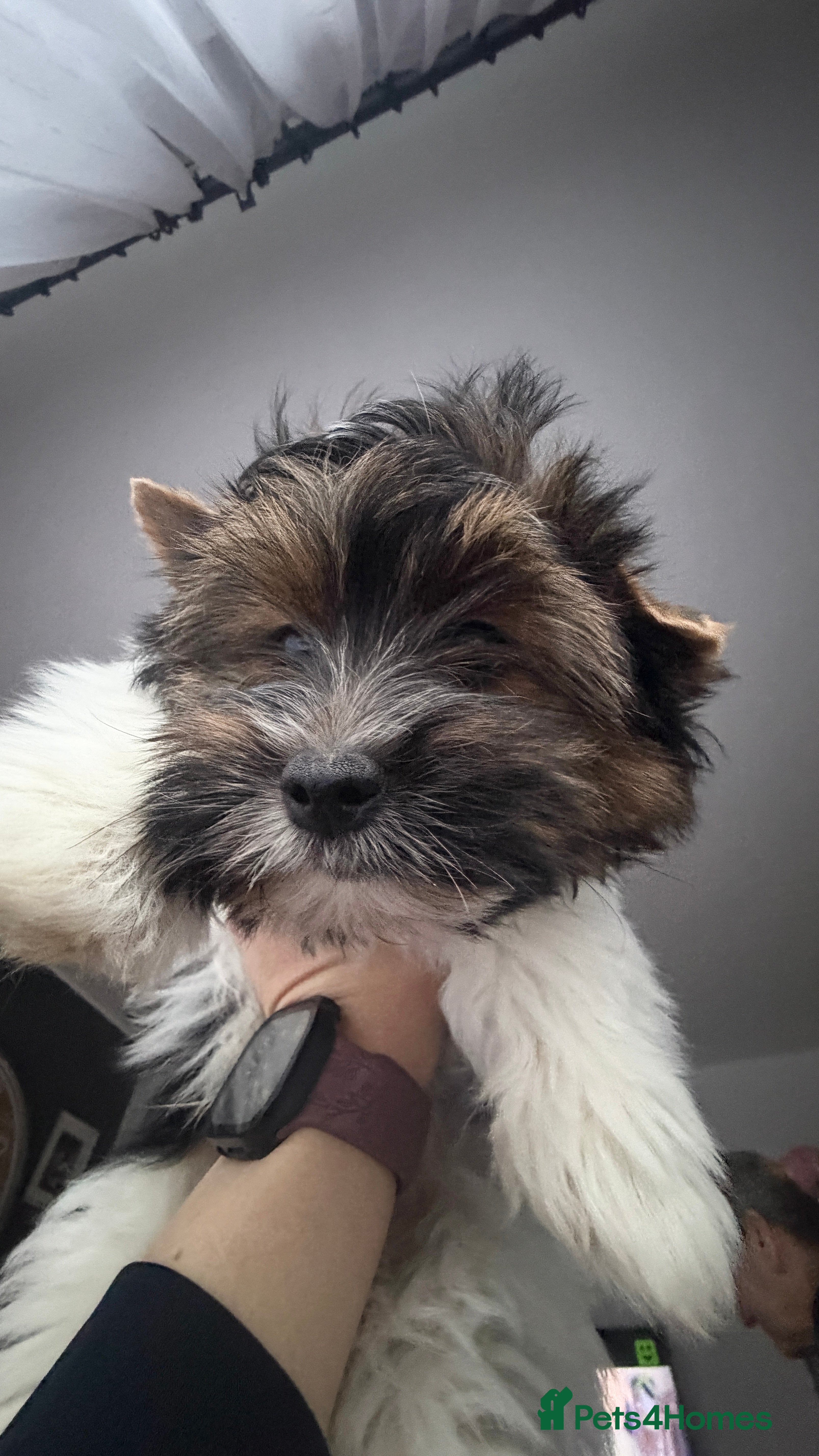 Biewer Terrier dogs Pure Biewer terriers looking new homes  - Advert 3