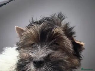 Biewer Terrier dogs Pure Biewer terriers looking new homes - Advert 3
