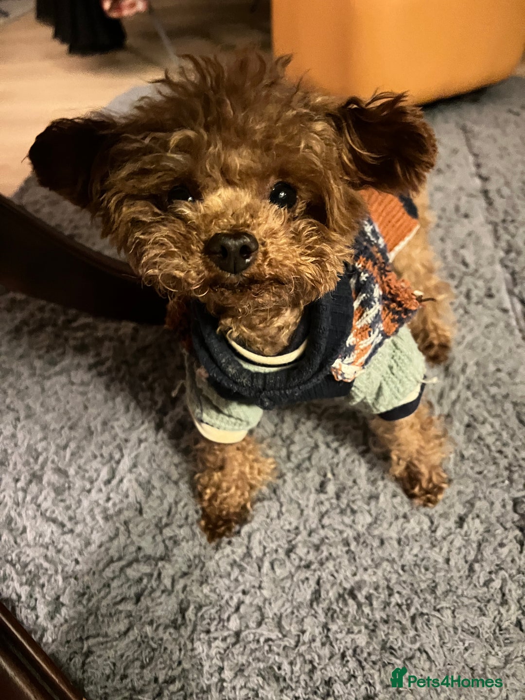 Maltipoo dogs for sale: family pet litter Mini Maltipoo puppies  - Advert 15