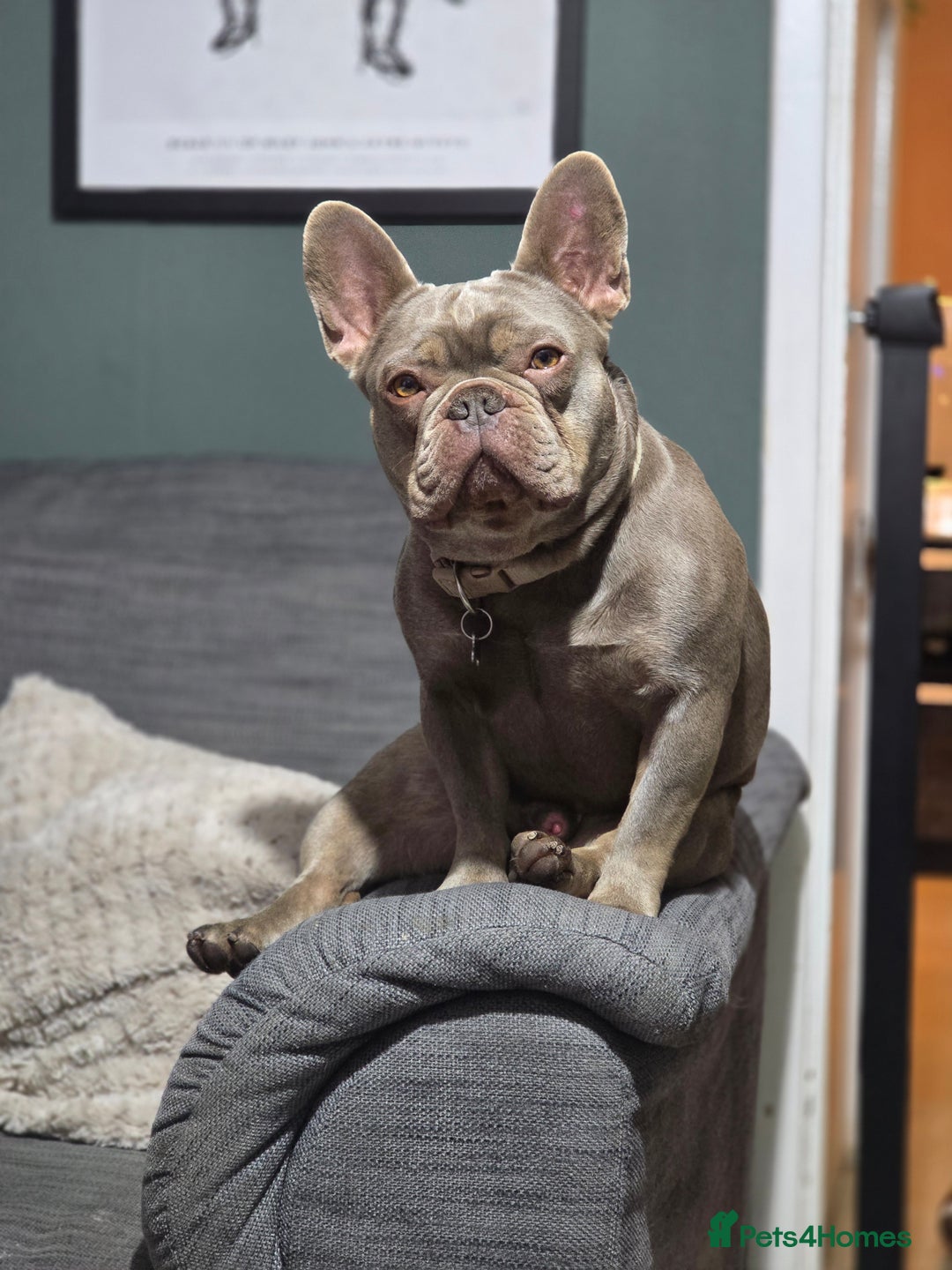 French Bulldog dogs for sale: Beautiful Bronny seeking a dog free home  - Image 2