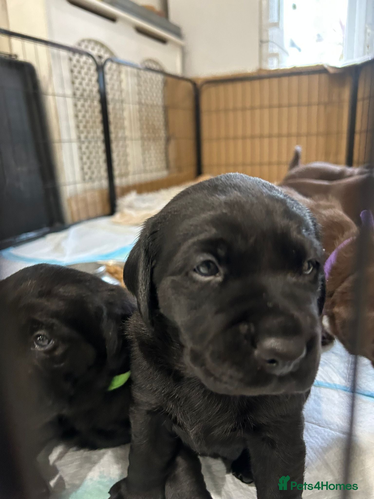 Labrador Retriever dogs Labrador puppies  - Advert 2