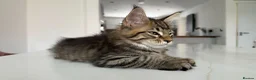 Maine Coon cats for sale: Beautiful Maine Coon Kittens for Sale - Advert 18