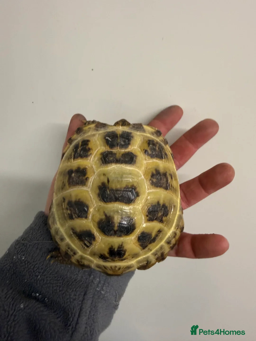 Tortoise reptiles for sale: Horsfield tortoises for sale  - Advert 4