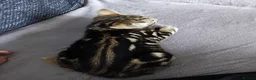 Bengal cats for sale: Bengal kittens looking for new family  - Advert 3