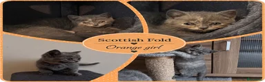 Scottish Fold 5