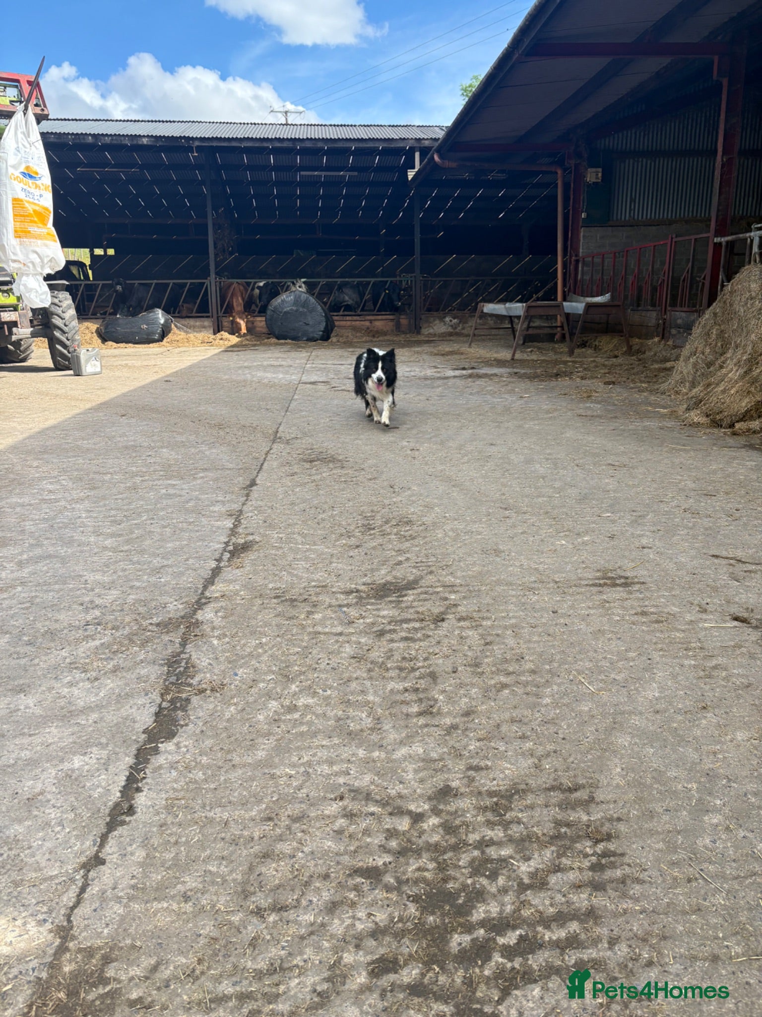 Border Collie dogs Male collie dog - Advert 14