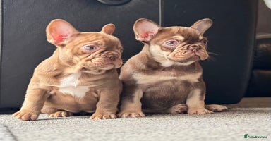 French Bulldog dogs - Advert 12