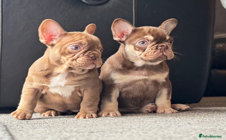 French Bulldog dogs - Advert 1