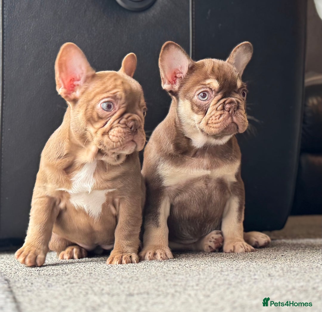 French Bulldog dogs for sale: 1 female available  READY TO LEAVE,   - Image 6