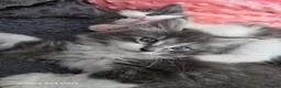 Mixed Breed cats for sale: Maine Coon mixed breed - Advert 7
