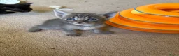 Mixed Breed cats for sale: Savannah cross kittens  in Broadstone - Advert 4