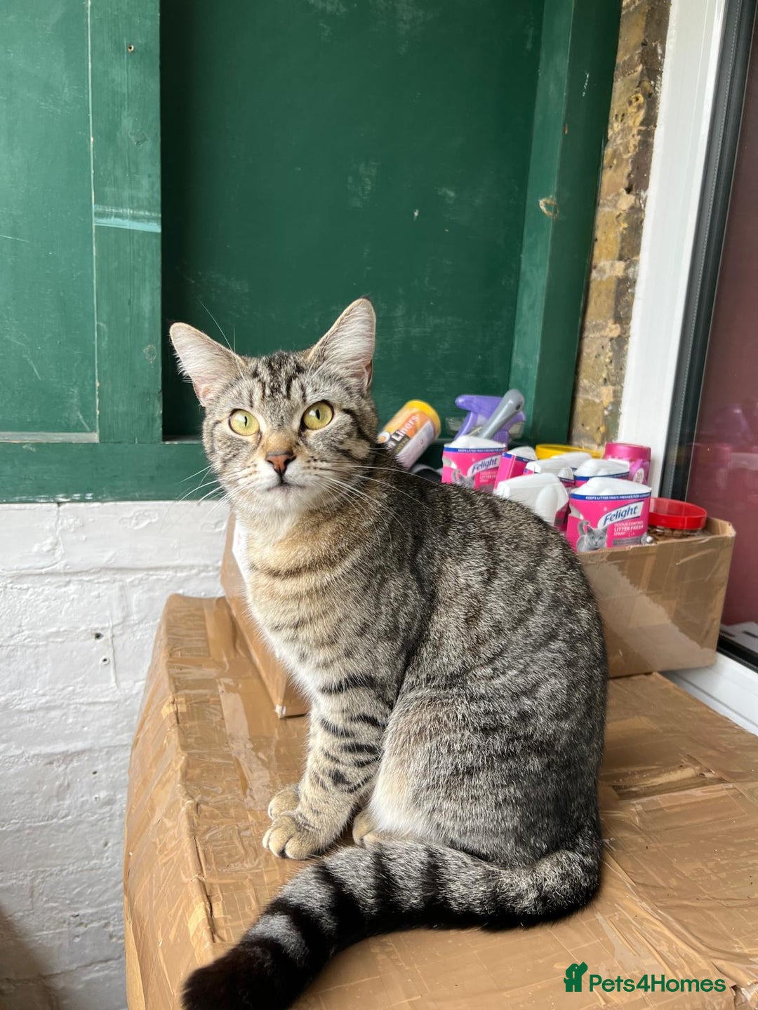 Domestic Shorthair cats for sale: Two female domestic mixed breed cats  - Image 2