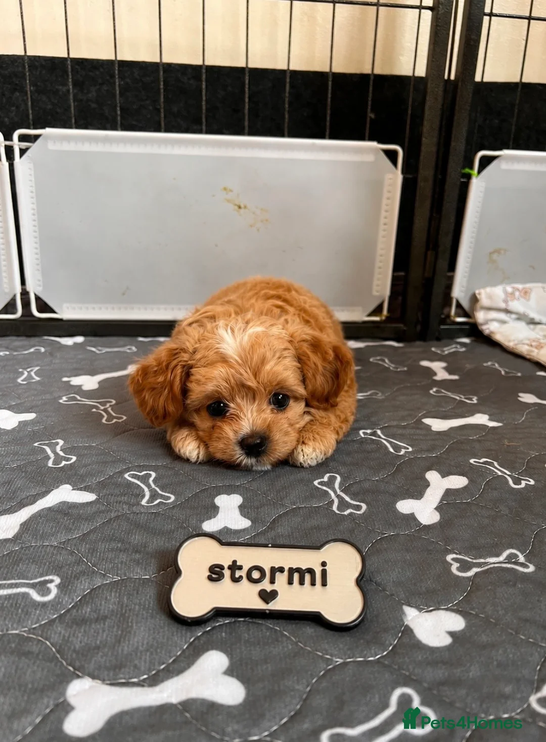 Maltipoo dogs for sale: 1 BOY LEFT (Stormi) RARE F1B Maltipoo Puppies - Advert 2