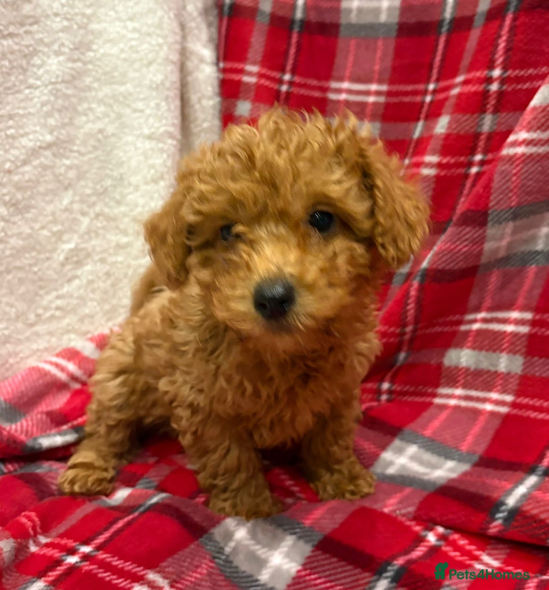 Cockapoo dogs for sale: Beautiful Cockerpoo puppies - Advert 4