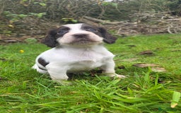 Cocker Spaniel dogs for sale: WORKING COCKER SPANIELS ..DNA CLEAR - Image 18