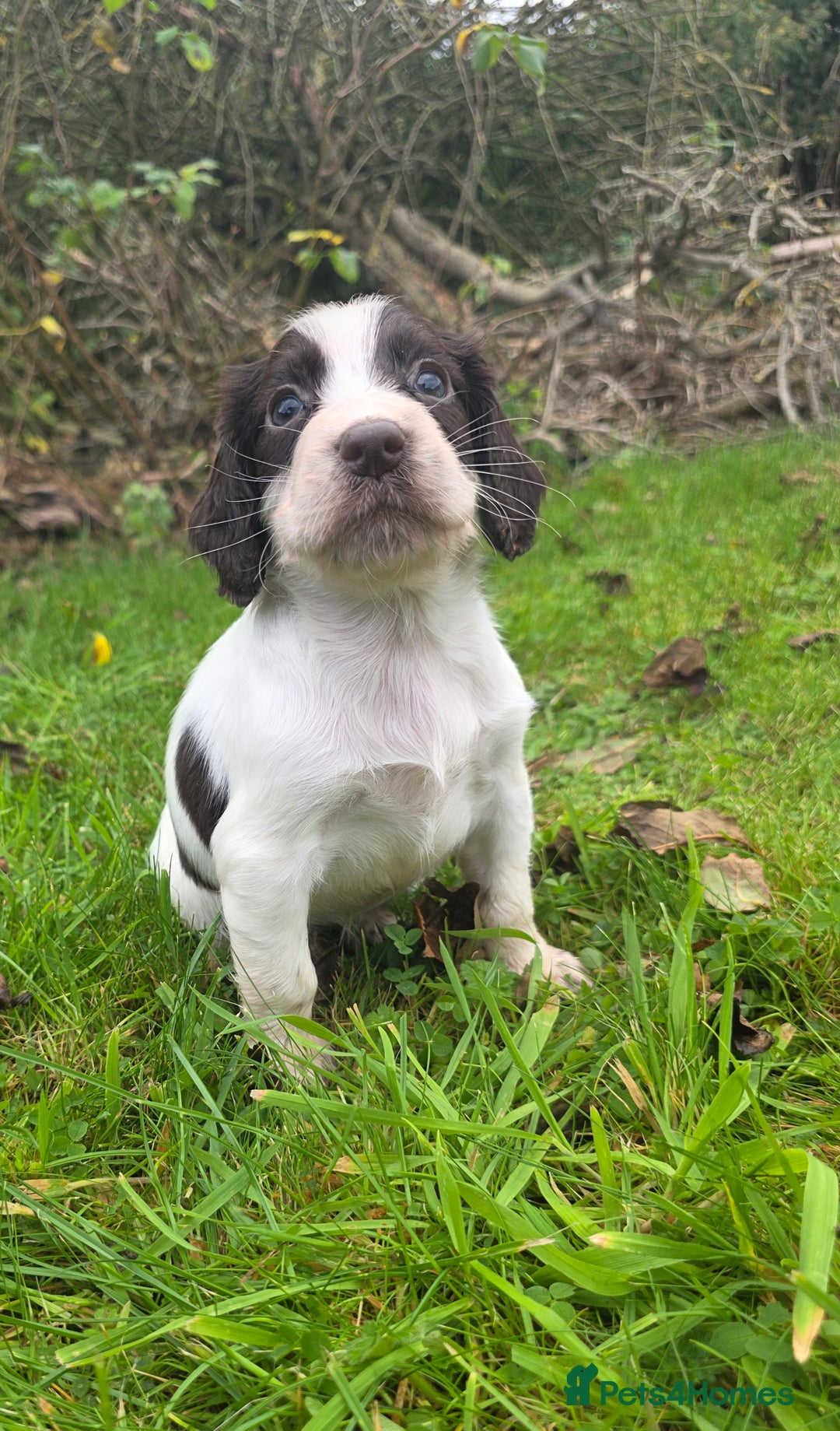 Cocker Spaniel dogs for sale: WORKING COCKER SPANIELS ..DNA CLEAR - Image 18