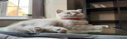 British Shorthair cats for sale: Beautiful lilac British short hair kittens - Advert 3