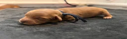 Cockapoo dogs for sale: Beautiful Cockapoo Puppies - litter of 9. in Washington - Advert 14