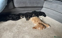 Toy Poodle dogs for sale: KC toy poodle puppies - Image 2